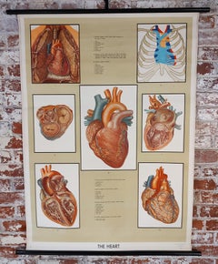 Antique Biological Heart Chart