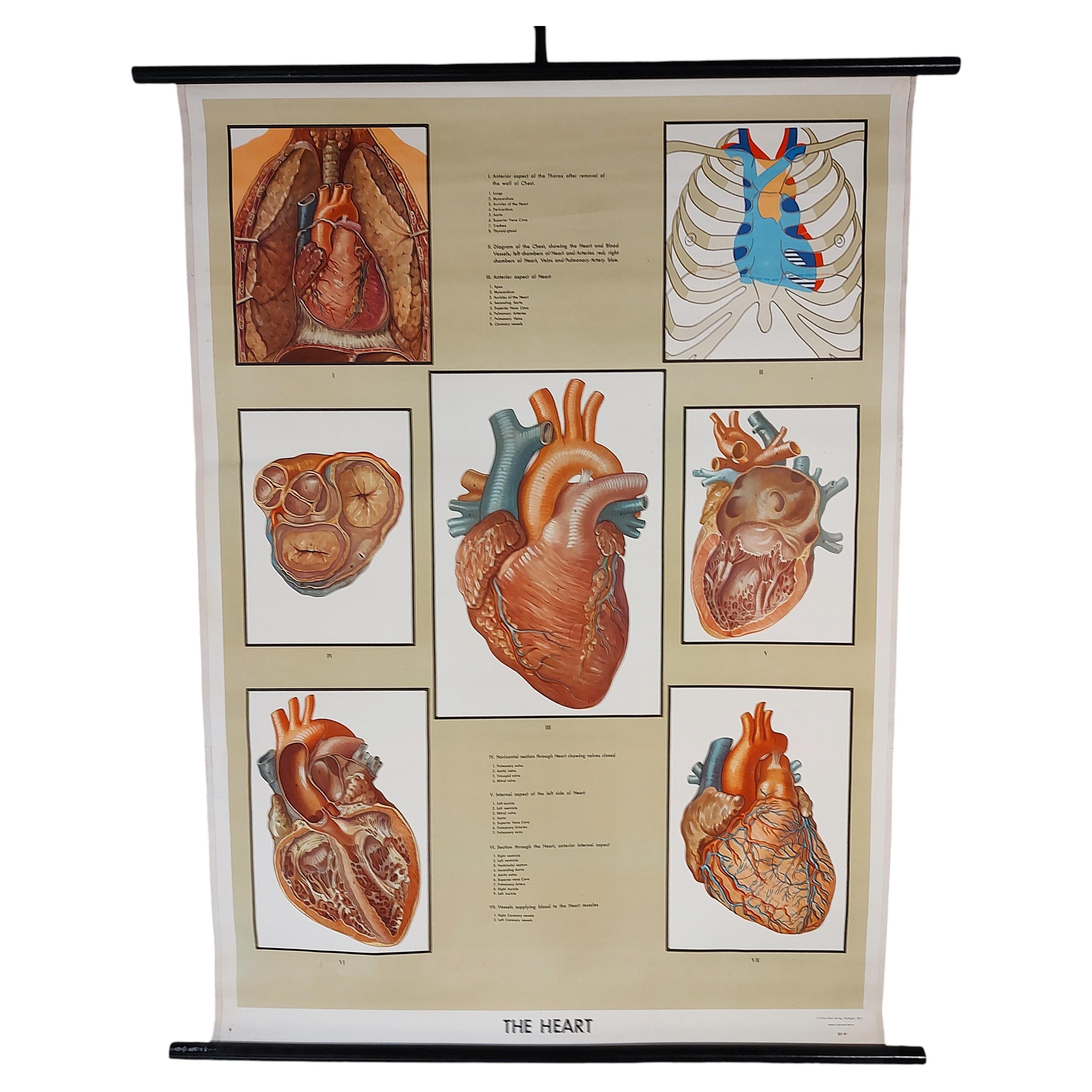 Antique Biological Heart Chart For Sale
