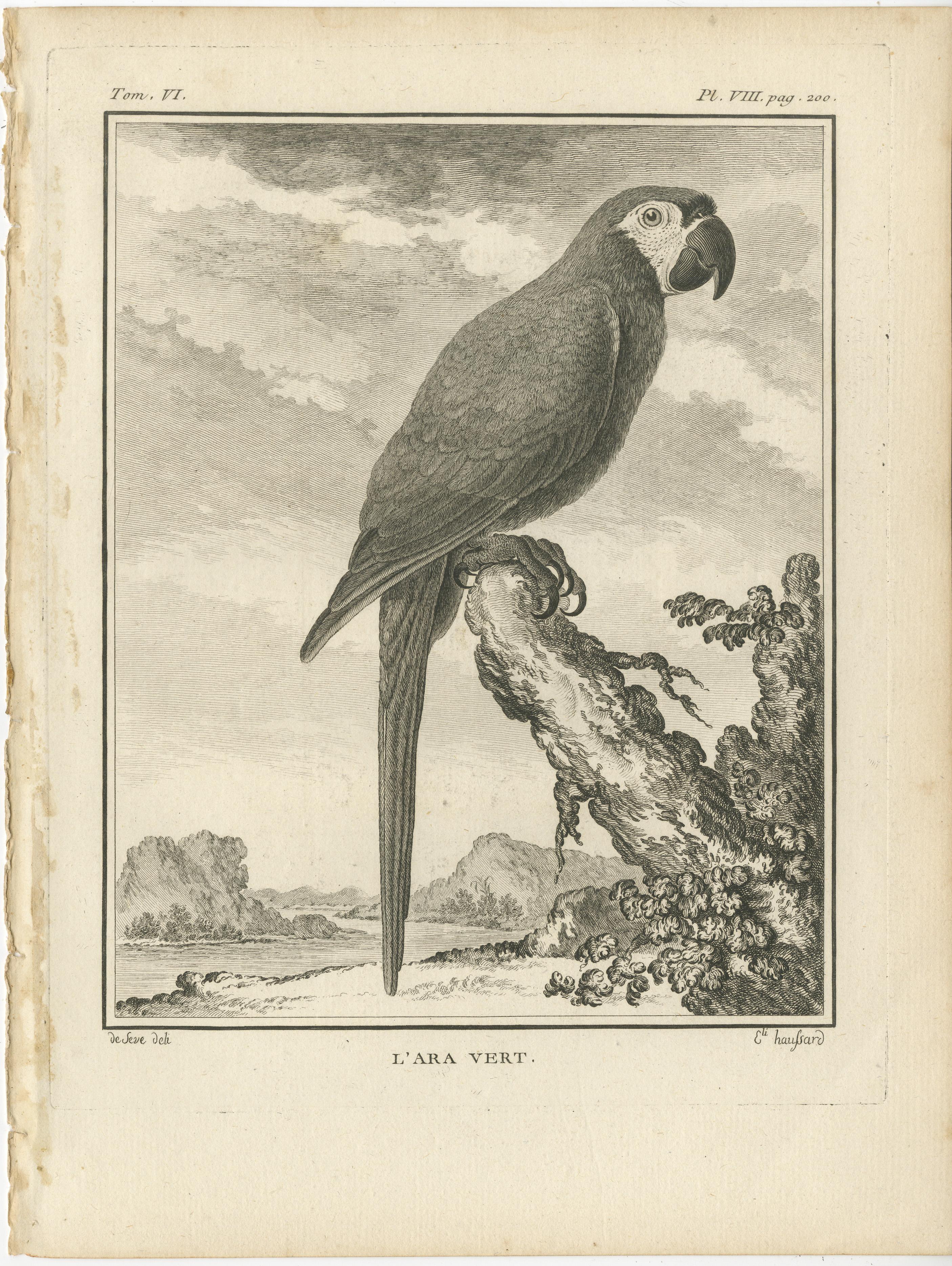 Antique bird print titled 'L'Ara Vert'. Old bird engraving of a green macaw. This print originates from 'Histoire Naturelle, générale et particulière, avec la description du Cabinet du Roi' by Georges-Louis Marie Leclerc, Comte de Buffon. Published