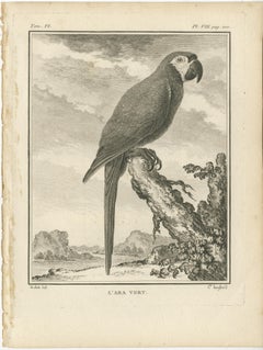 Original Antique Bird Engraving of a Green Macaw