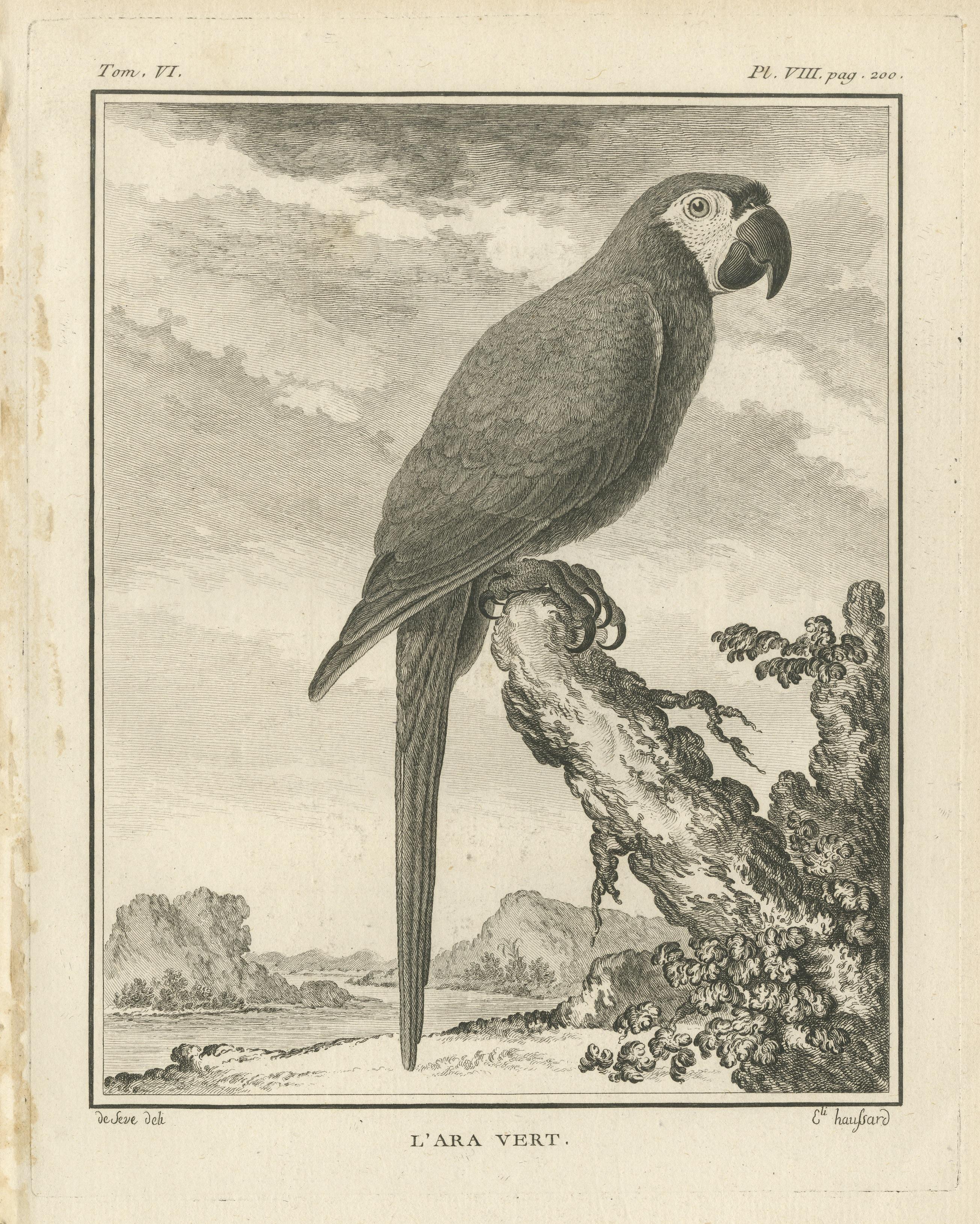 Original Antique Bird Engraving of a Green Macaw In Good Condition For Sale In Langweer, NL