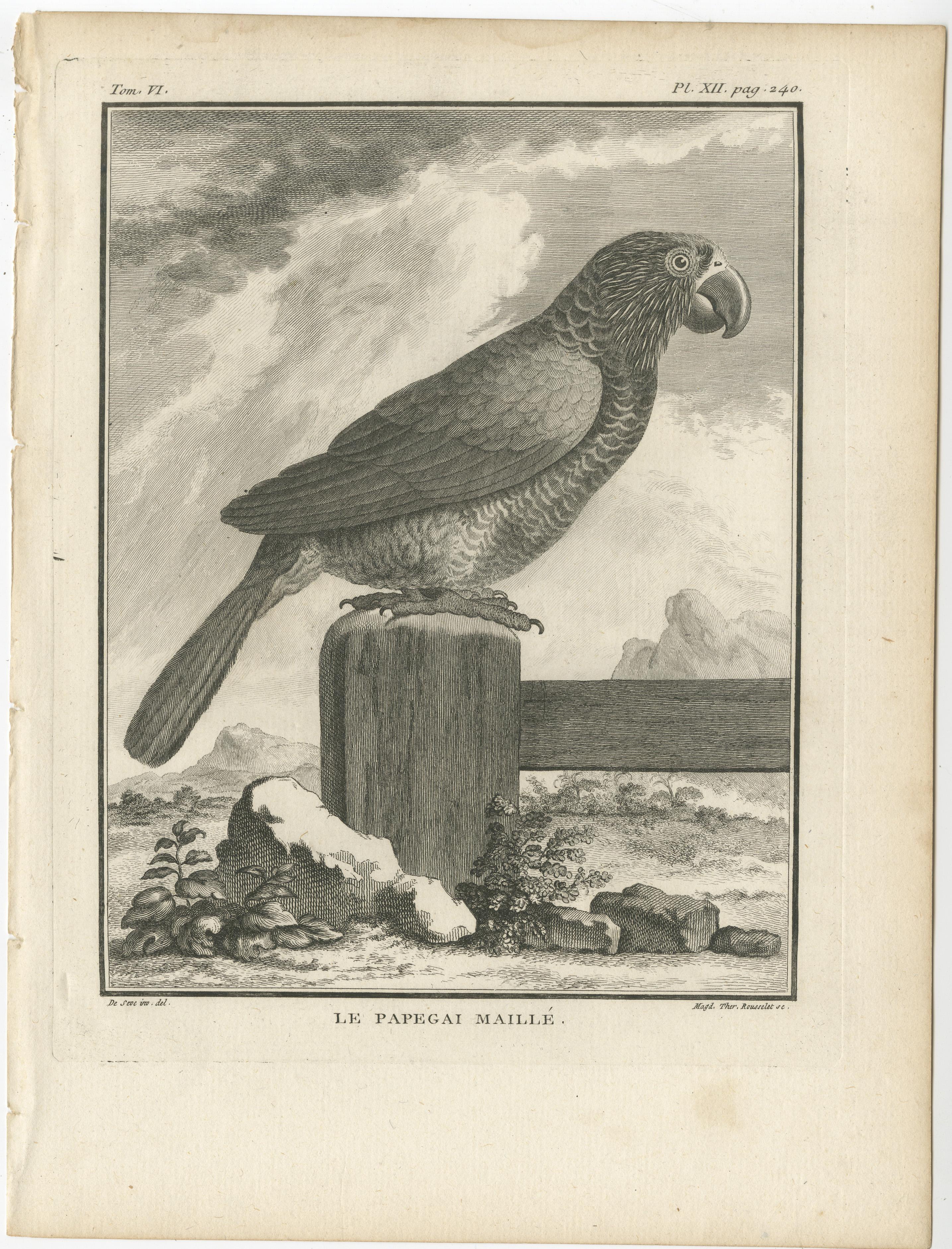 Gravure ancienne à l'oiseau intitulée 'Le Papegai Maillé'. Gravure ancienne d'un perroquet quadrillé. Cette gravure provient de l'