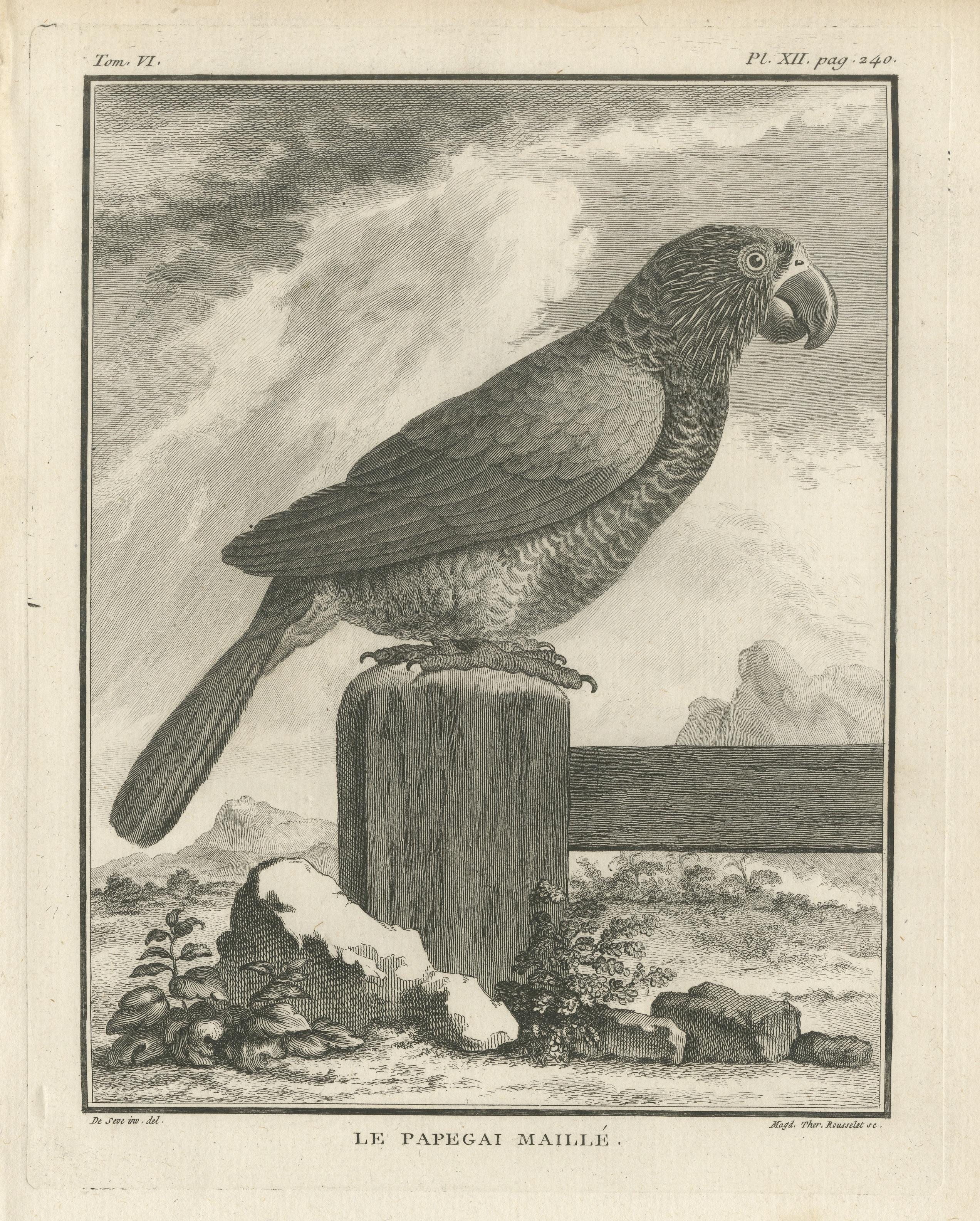 Original Antique Bird Engraving of a Gridded Parrot In Good Condition For Sale In Langweer, NL