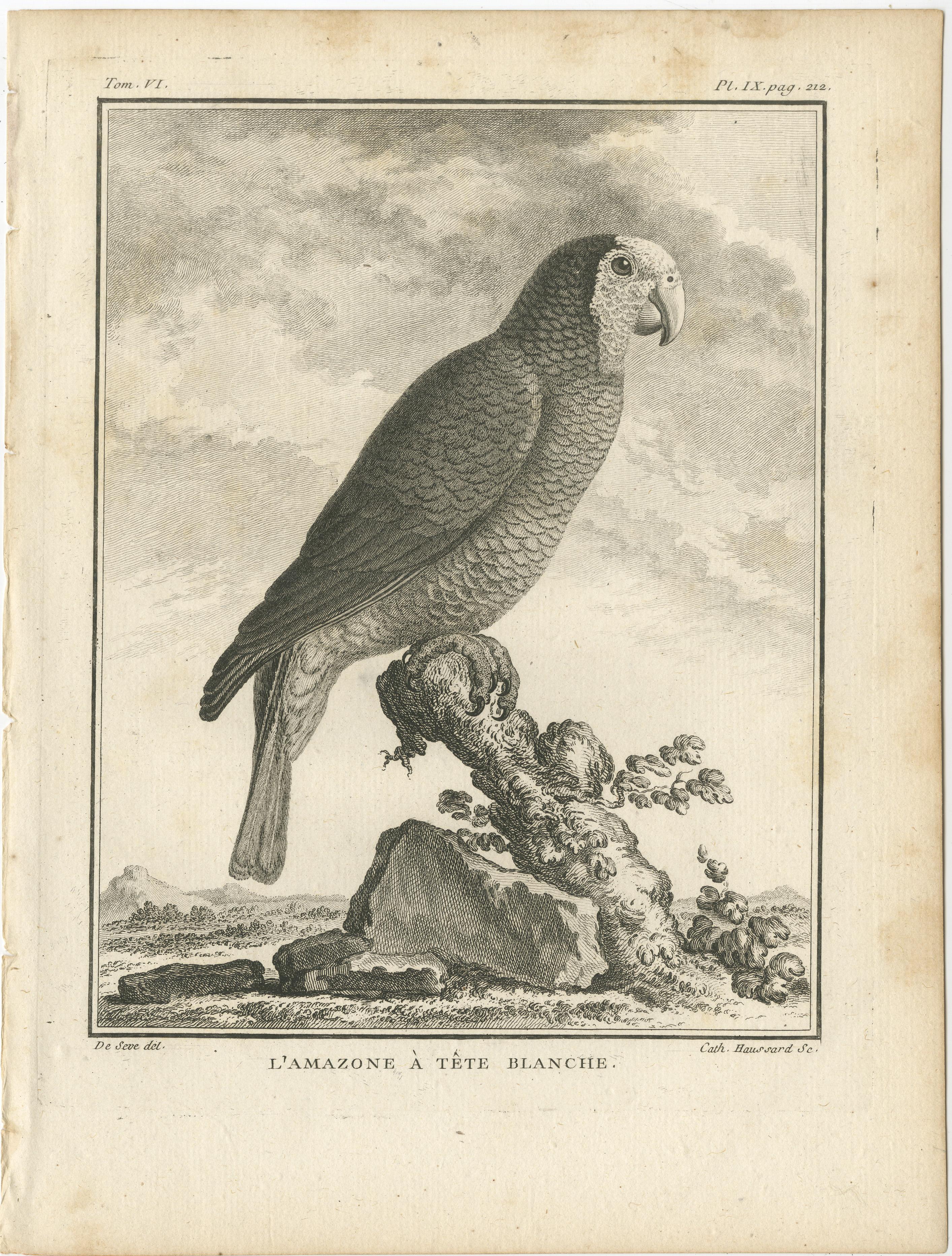 Gravure ancienne d'oiseau intitulée 'L'Amazone à Tête Blanch'. Gravure ancienne d'un amazone à couronne blanche, une espèce de perroquet. Cette gravure provient de l'