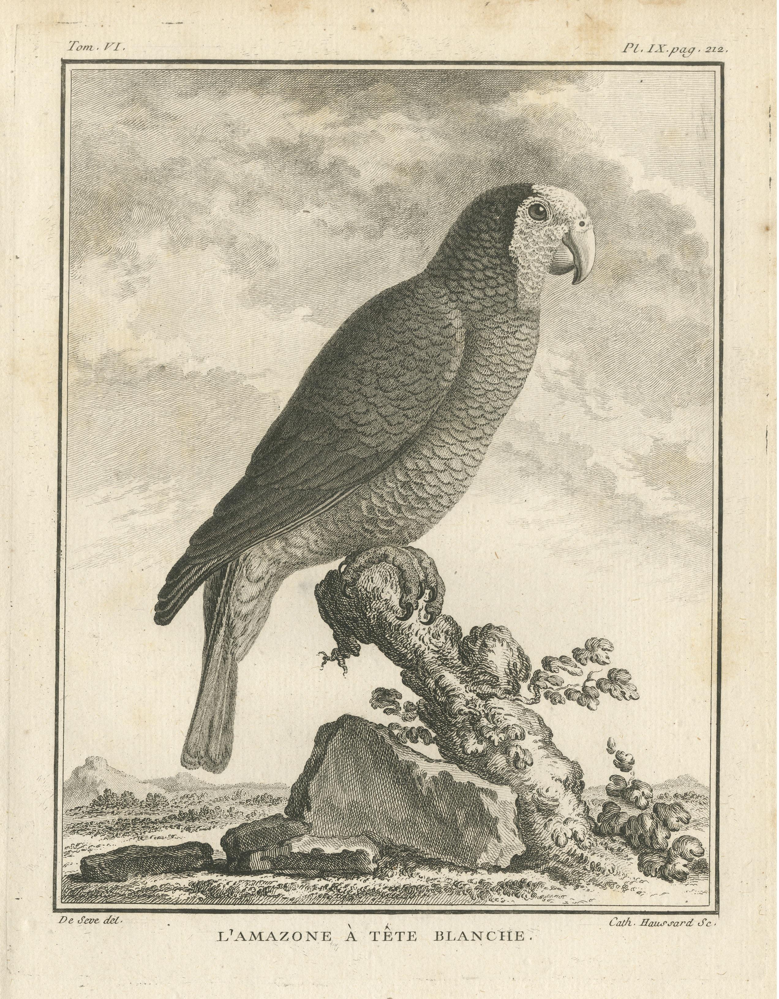 Antique Bird Engraving of a White-Crowned Amazon In Good Condition For Sale In Langweer, NL