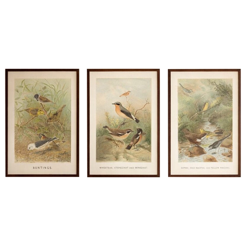 Antique Bird Lithographs Set of 3, Buntings Wheatear Wagtail, 1895