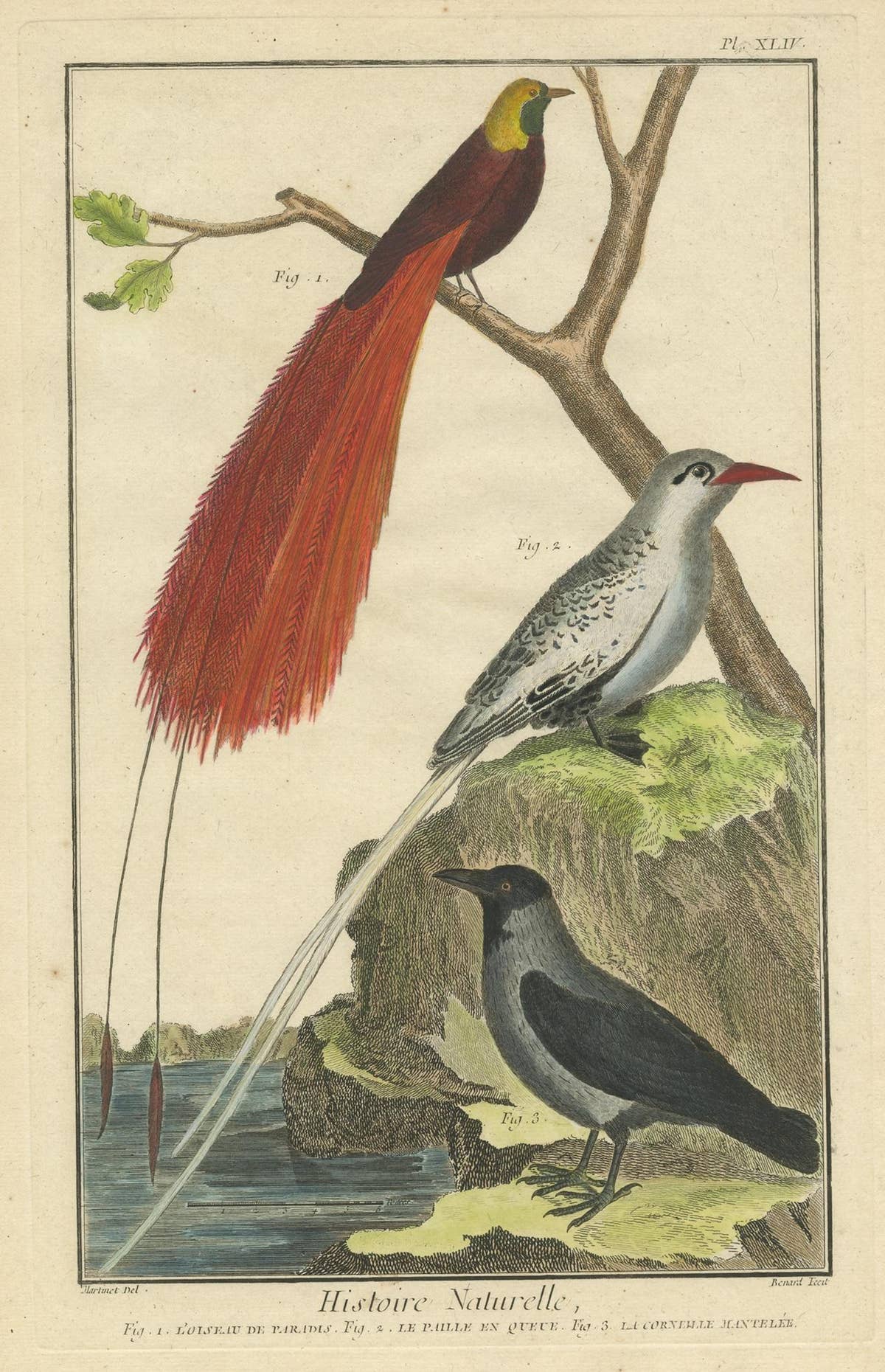 Antique Bird Print, Bird of Paradise, Tropicbird, Hooded Crow, circa 1760