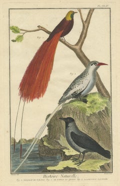 Antique Bird Print, Bird of Paradise, Tropicbird, Hooded Crow, circa 1760