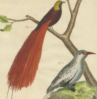 Antique Bird Print, Bird of Paradise, Tropicbird, Hooded Crow, circa 1760, view 3