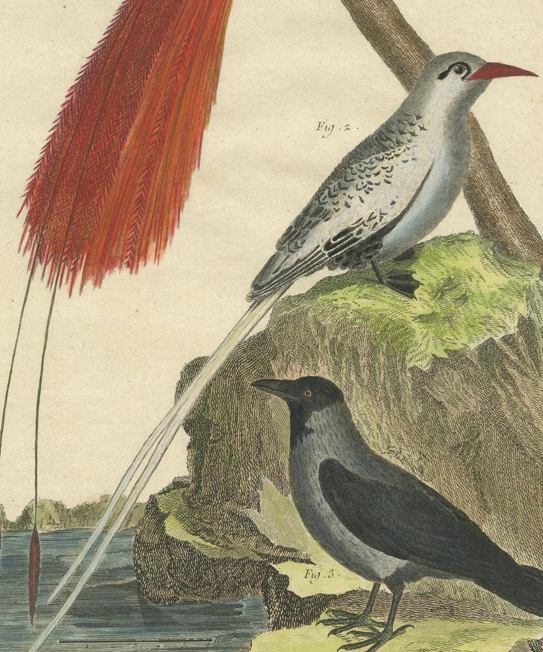 Antique Bird Print, Bird of Paradise, Tropicbird, Hooded Crow, circa 1760