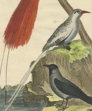 Antique Bird Print, Bird of Paradise, Tropicbird, Hooded Crow, circa 1760, view 4
