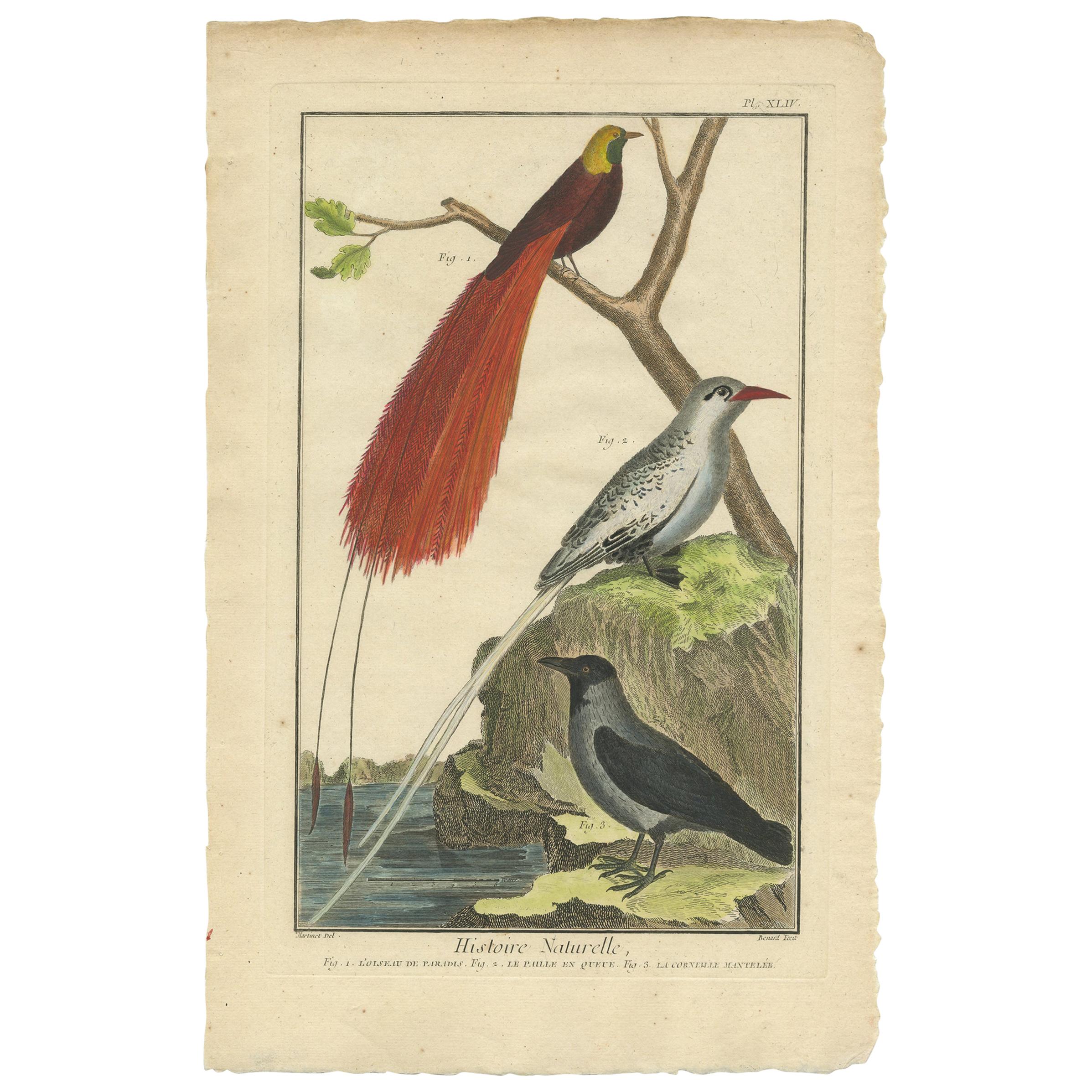 Impression ancienne d'oiseaux, Oiseau du paradis, Oiseau tropical, Frêne à capuche, vers 1760