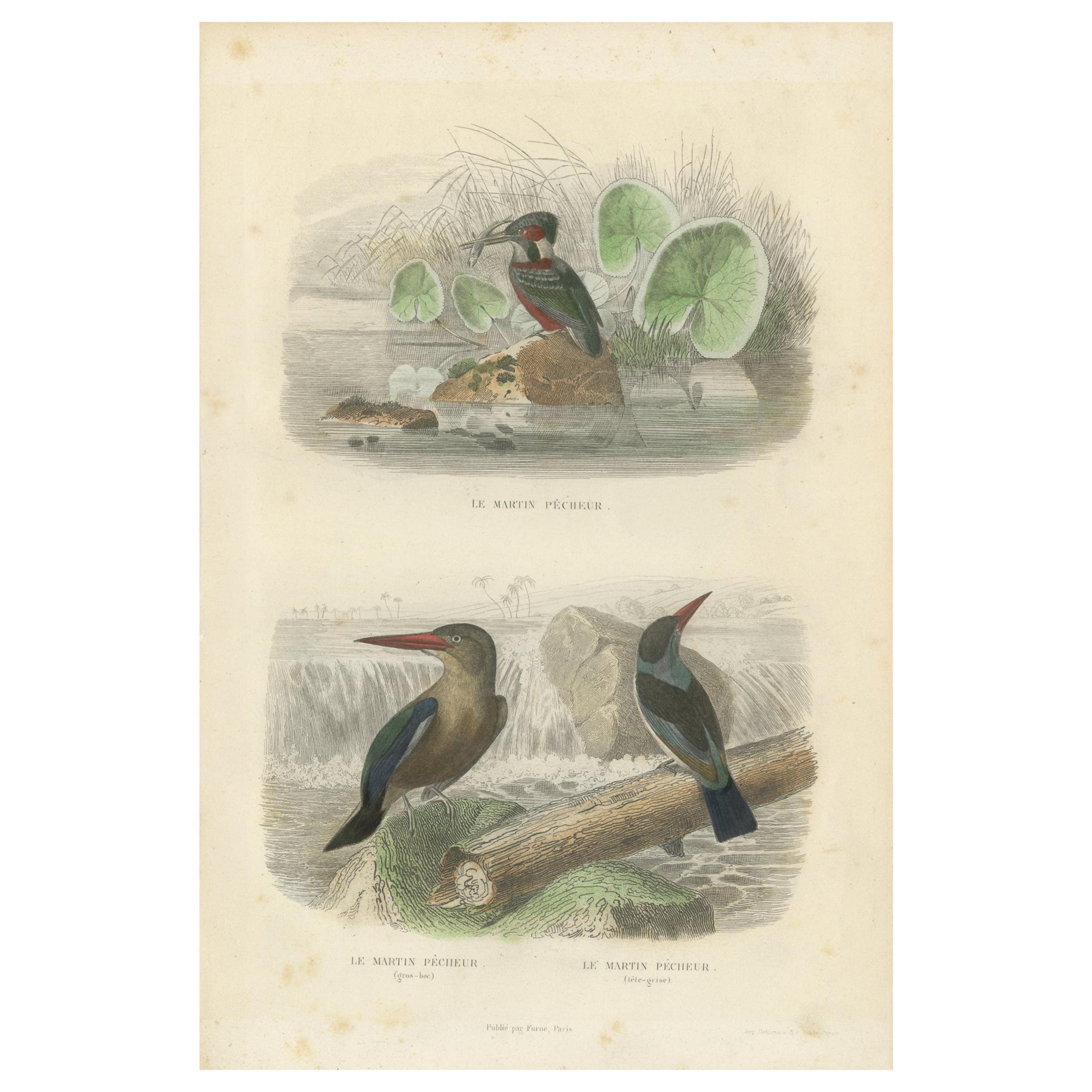 Grabado antiguo de aves que representa tres especies de martín pescador, hacia 1850