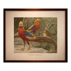 Antique Bird Print, Golden Pheasants, Vibrant Victorian Chromolithograph, 1895