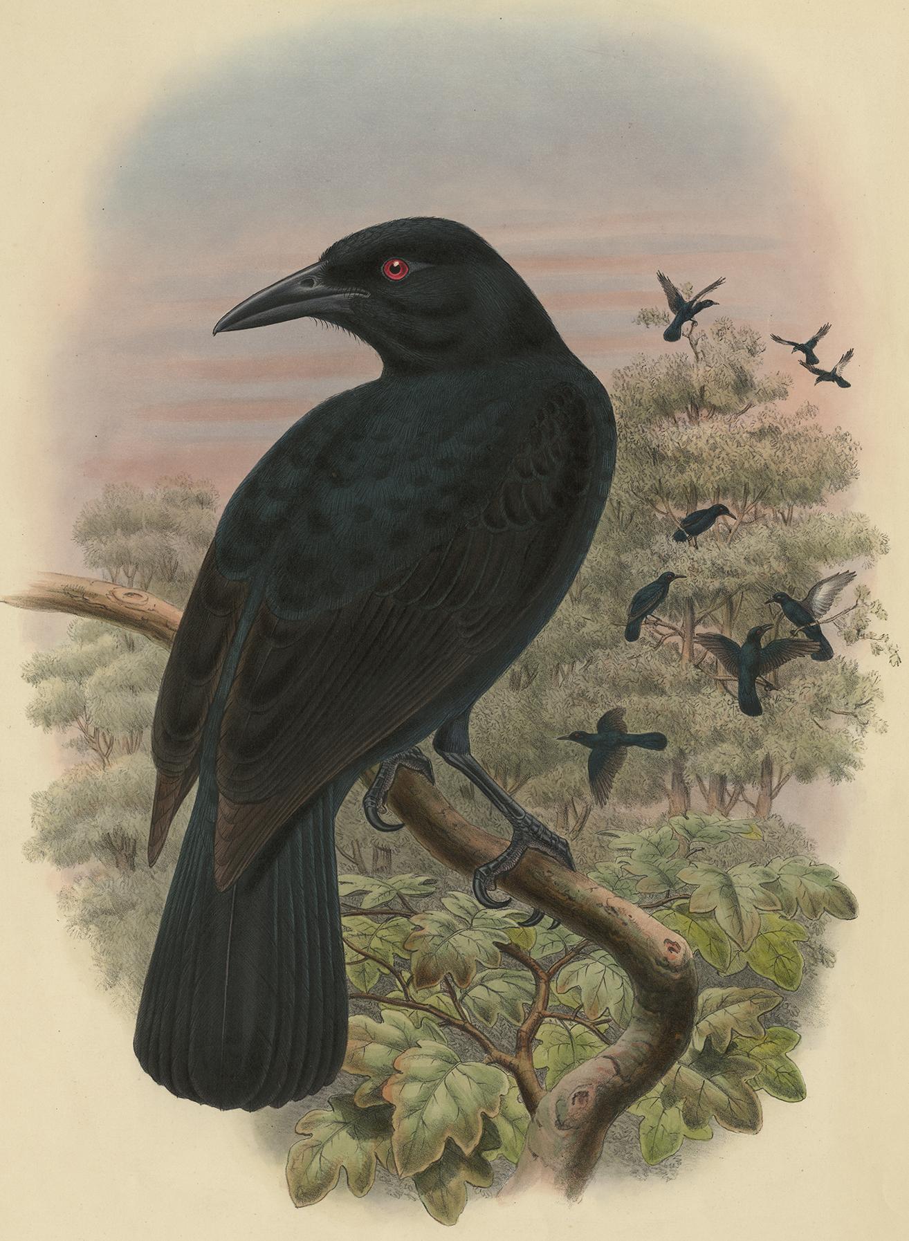 Beautiful lithograph of an Obi Paradis-Crow published by Mintern Bros, circa 1850. This print originates from 'The Birds of New Guinea', by J. Gould.