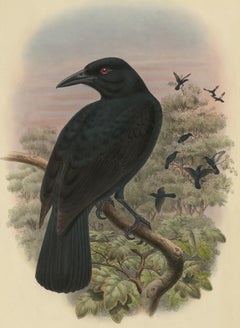 Antique Bird Print 'Lycocorax Obiensis' 'Obi Paradise-Crow' by J. Gould