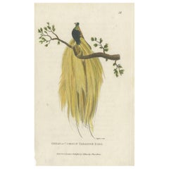 Antique Bird Print of a Bird of Paradise by Shaw (1809)