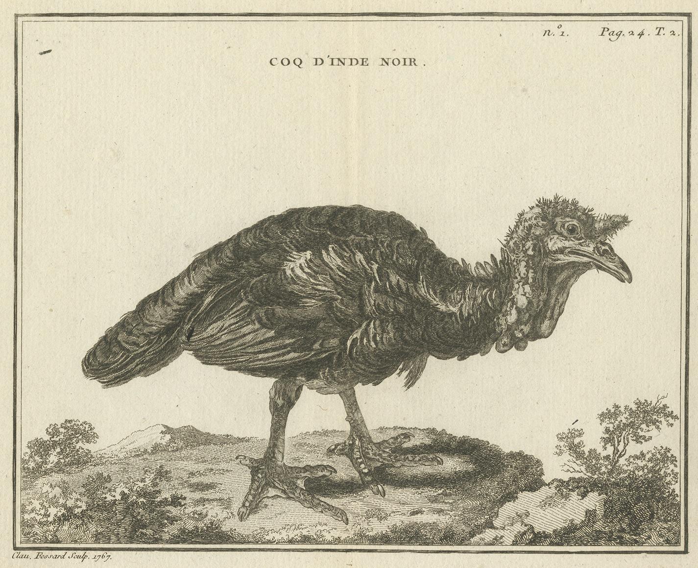 Antique print titled 'Coq d'Inde Noir'. Copper engraving of a black rooster. This print originates from 'Handboek der genees- en verloskunde van het vee (..)' by A. Numan. Published by R.J. Schierbeek, 1819. Engraved by C. Fessard.