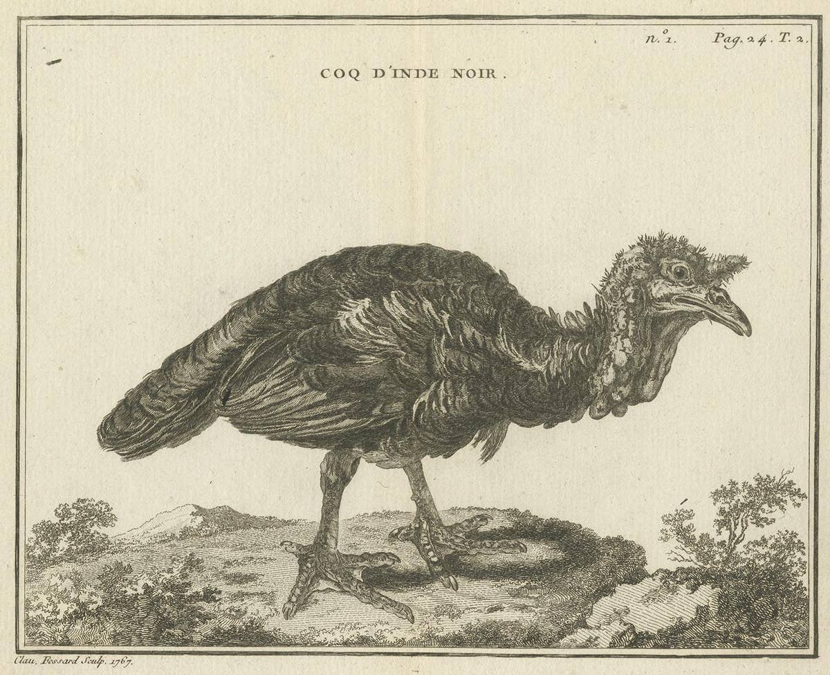 Antique Bird Print of a Black Rooster by Fessard, 1819