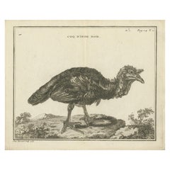 Antique Bird Print of a Black Rooster by Fessard, 1819