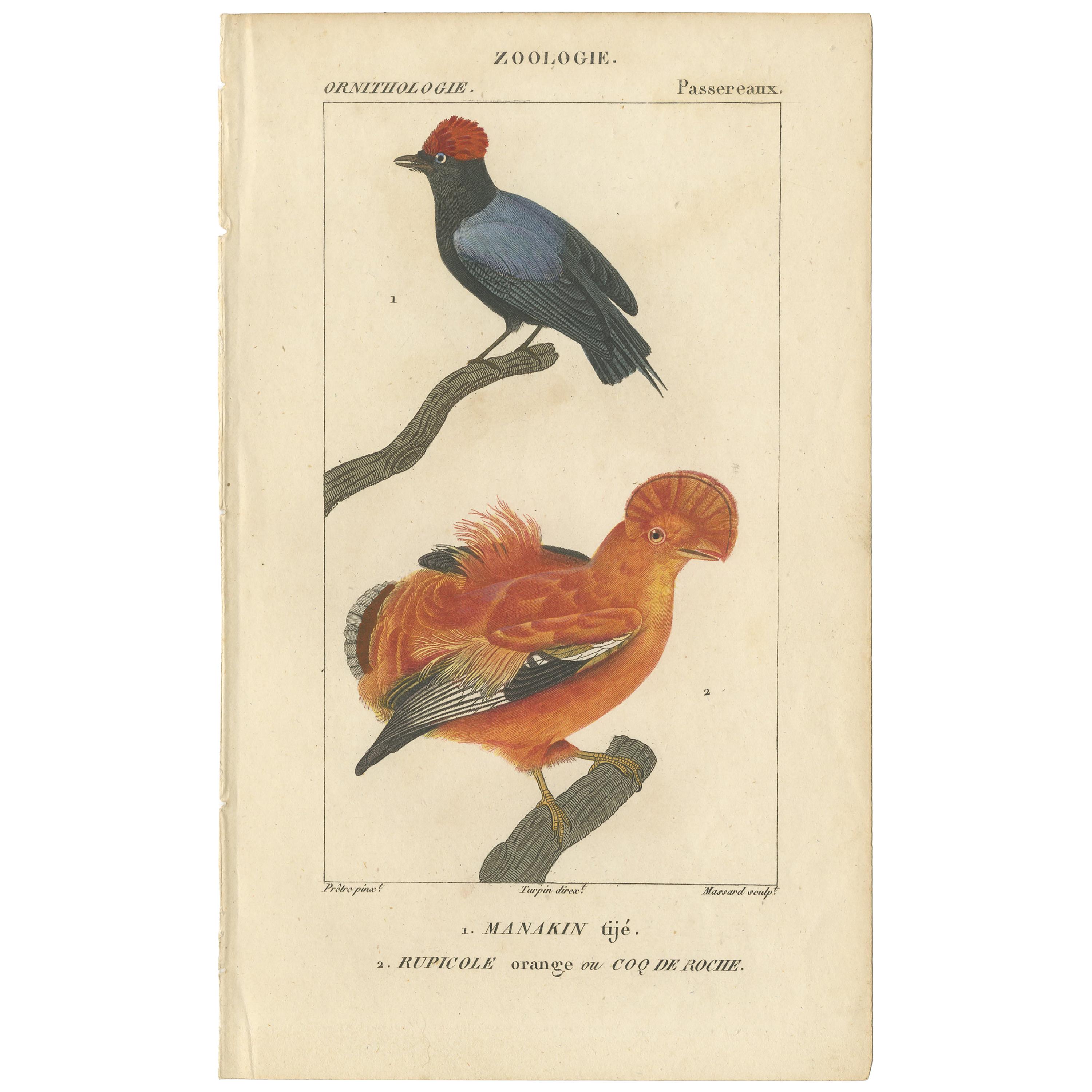 Antique Bird Print of a Blue-Backed Manakin & Guianan Cock of the Rock, '1816' For Sale