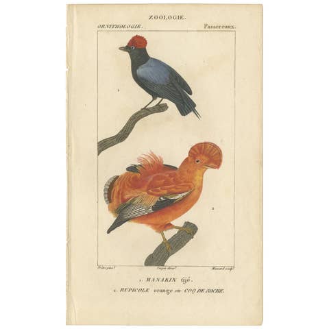 Antique Bird Print of a Blue-Backed Manakin & Guianan Cock of the Rock, '1816'