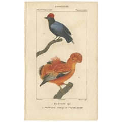 Antiker antiker Vogeldruck mit blauer Rückseite eines Manakin- und Guianan-Kugels des Berges, '1816'