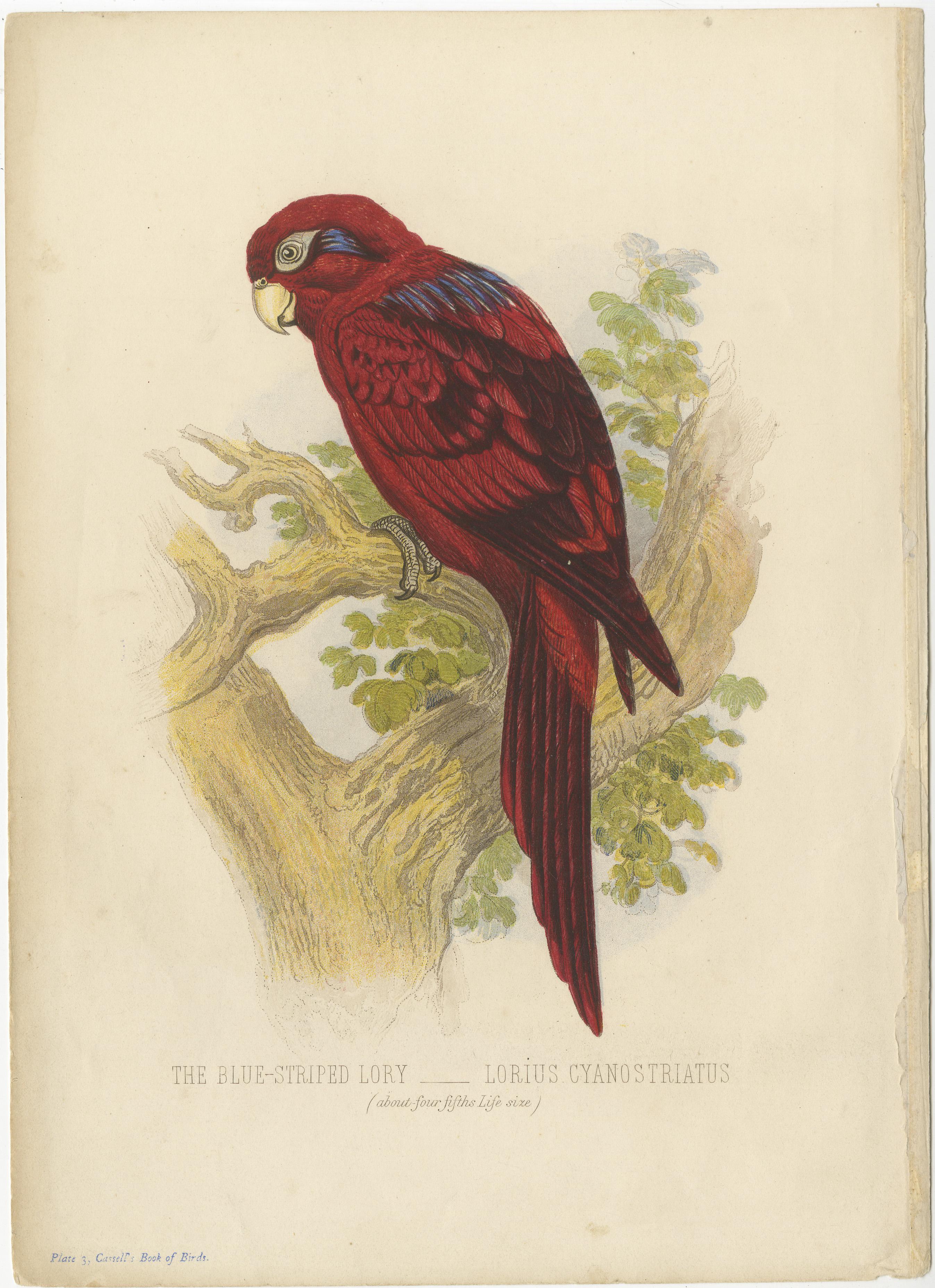 Antique print titled 'the blue-striped lory (Lorius cyanostriatus)'. Beautiful print of a blue-streaked lory, also known as the blue-necked lory. It is a medium-sized parrot. Original illustration for Cassells Book of Birds by Thomas Rymer Jones