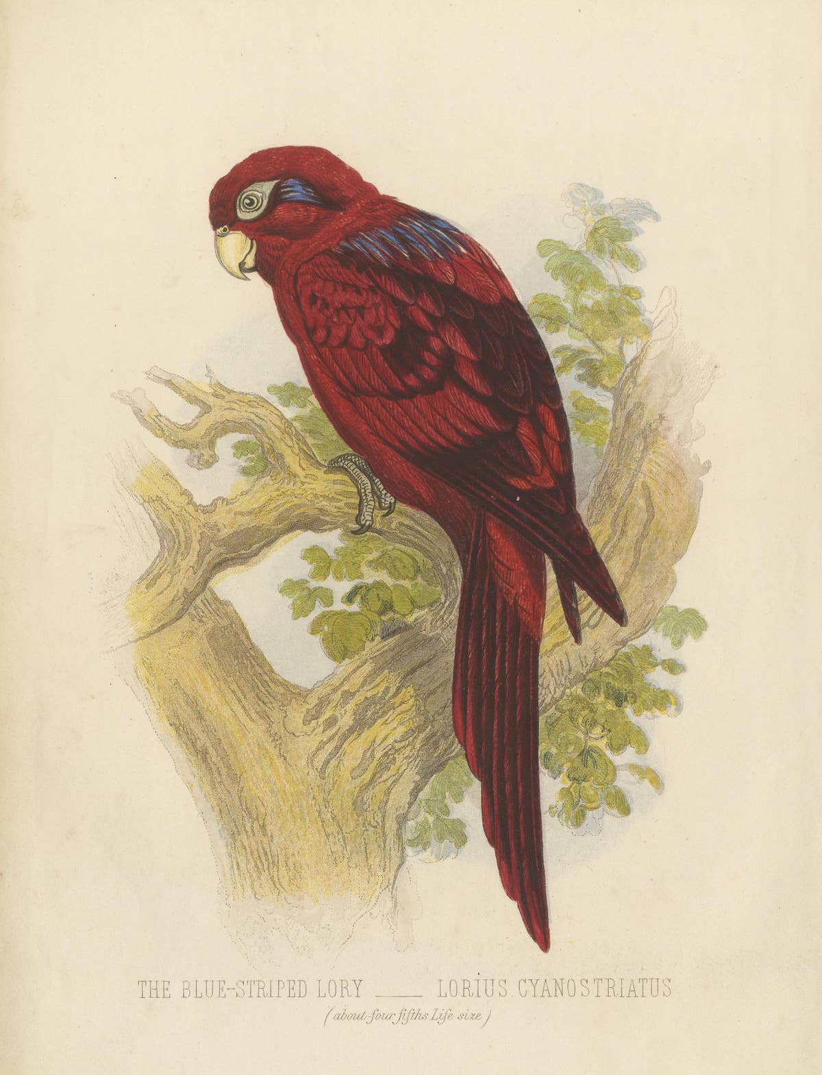 Antique Bird Print of a Blue-Streaked Lory
