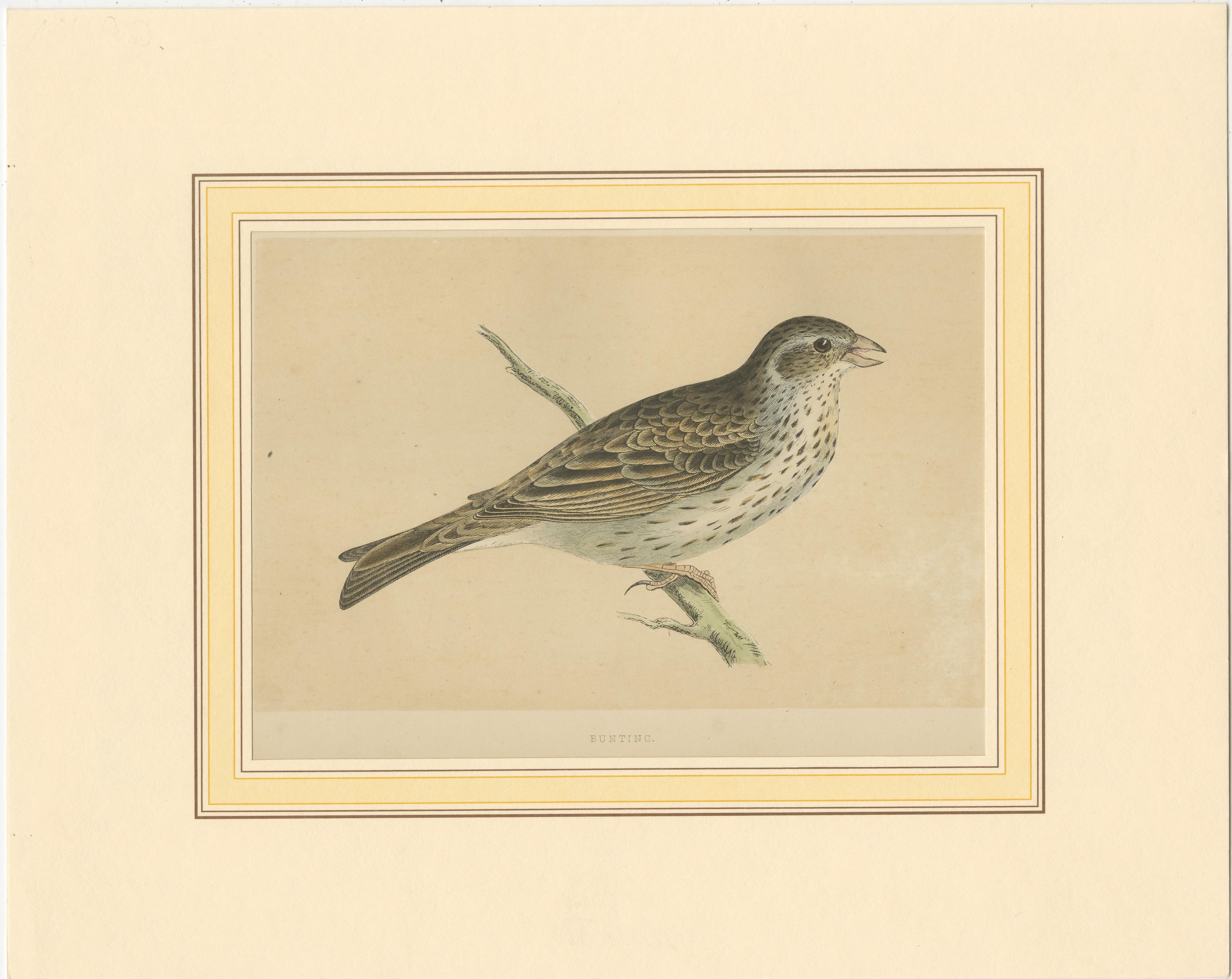 Original antique bird print of a bunting. This print originates from 