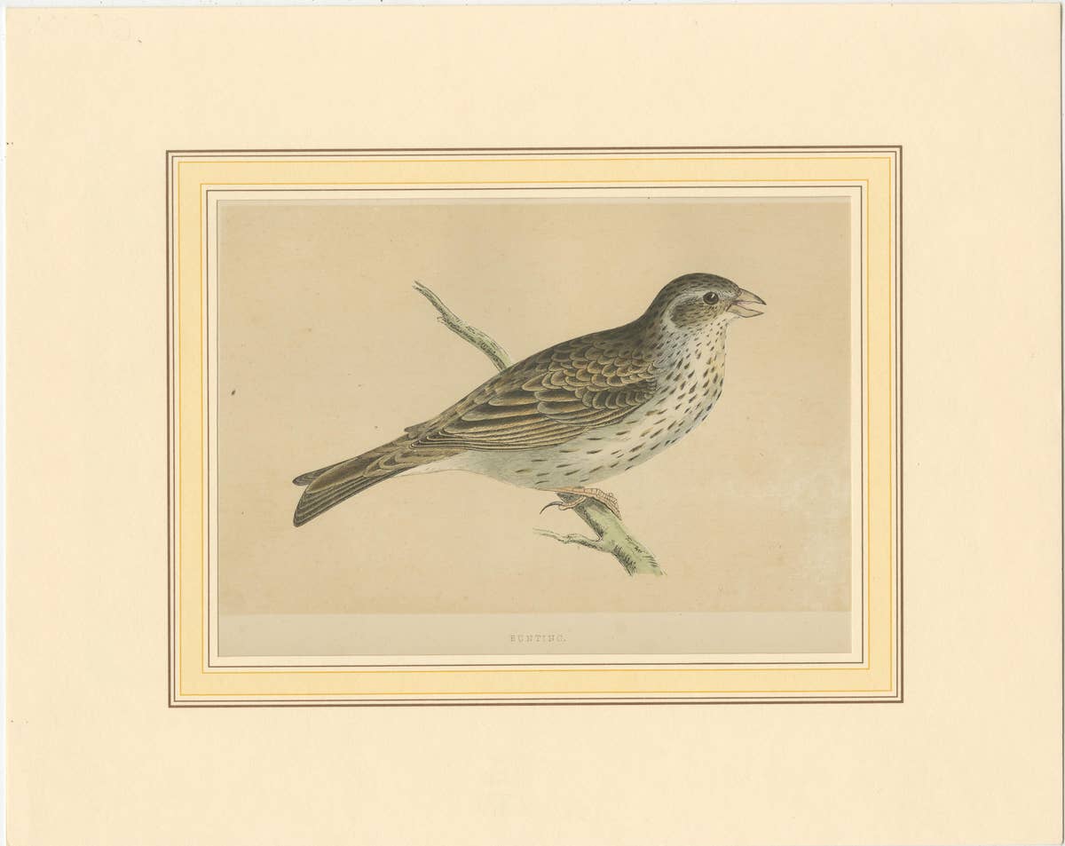 Antique Bird Print of a Bunting