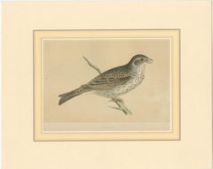 Antiker Vogel Druck einer Ammer