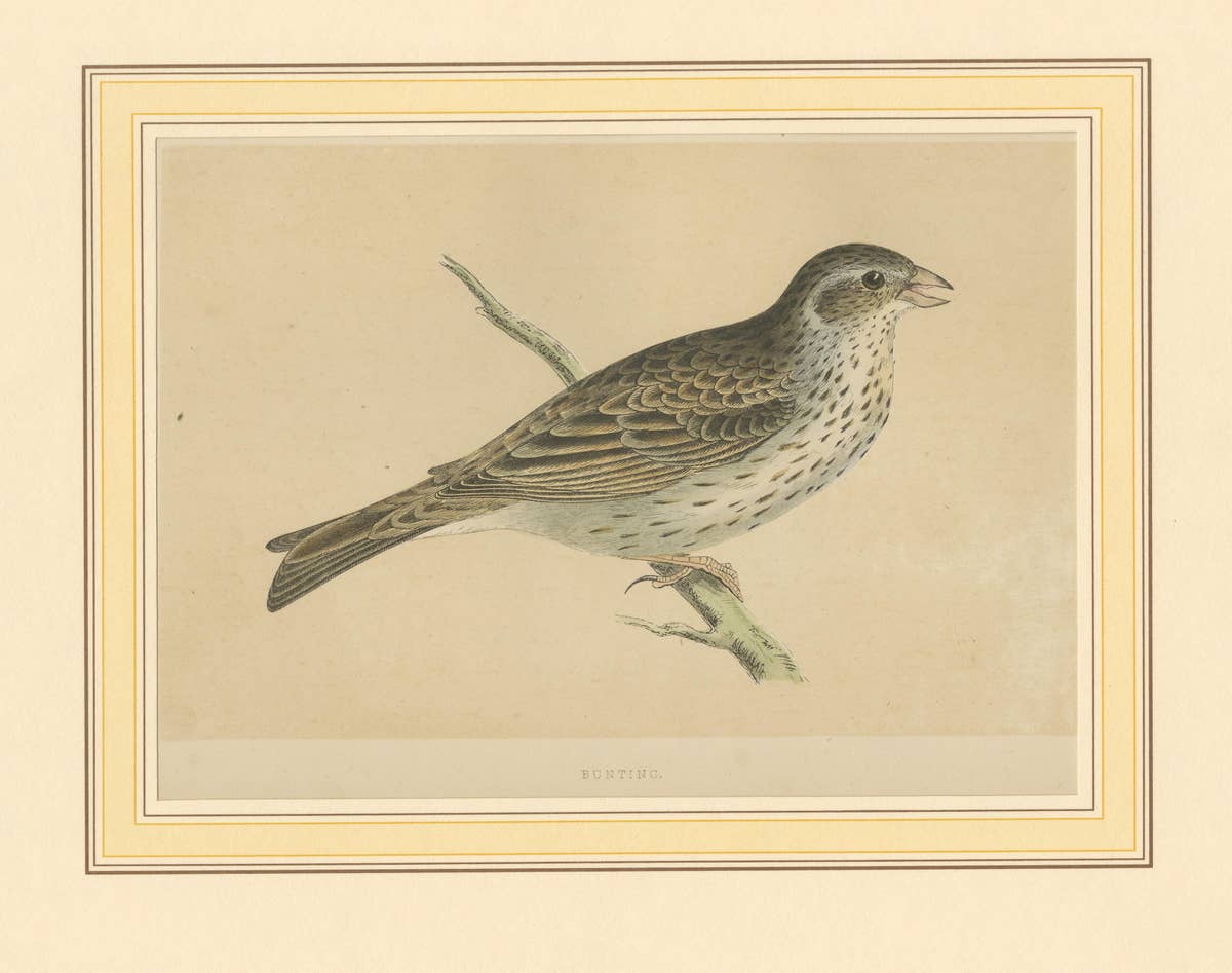 Antique Bird Print of a Bunting