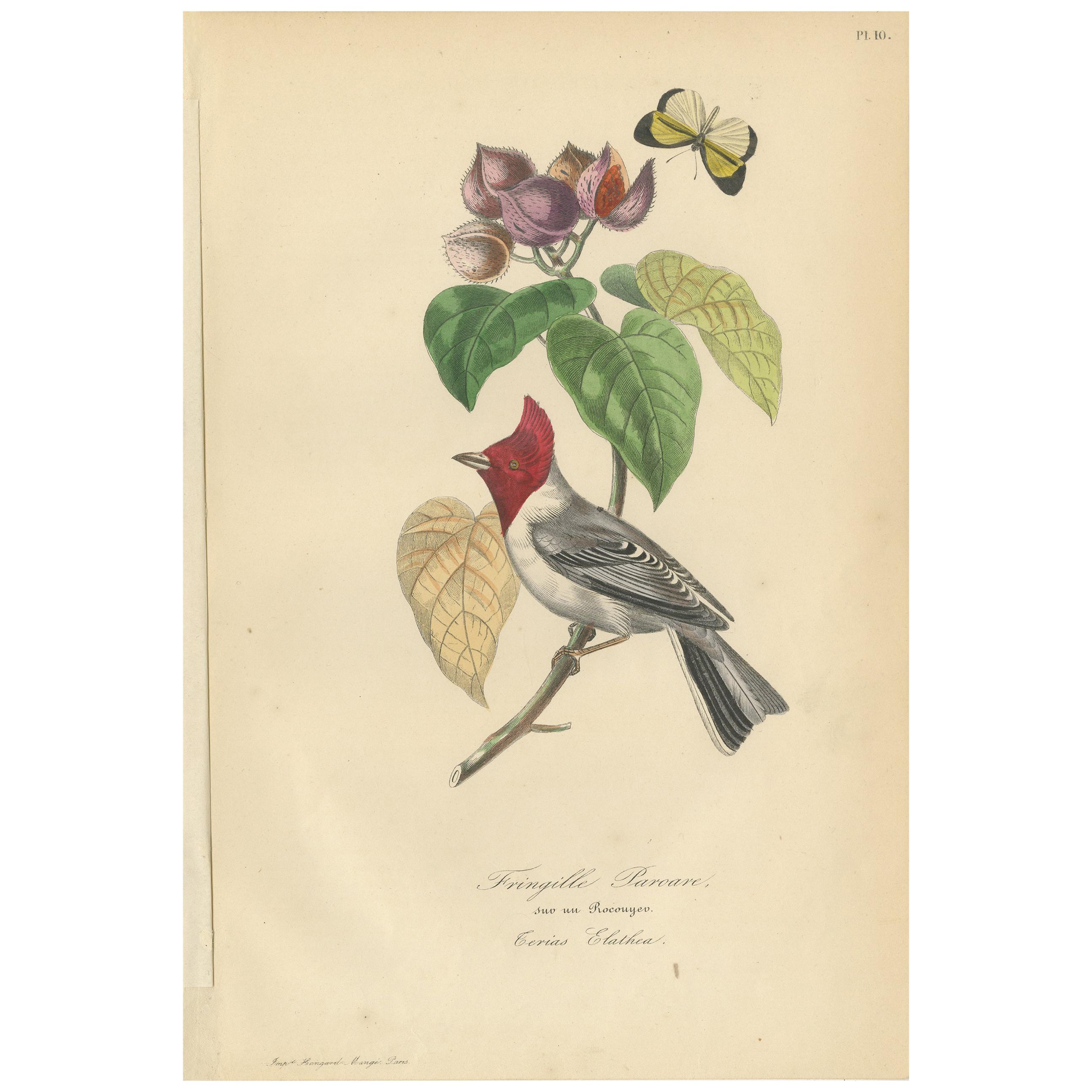 Antique Bird Print of a Cardinal Bird Species and a Butterfly '1853'