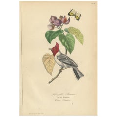 Antique Bird Print of a Cardinal Bird Species and a Butterfly
1853
Antique Bird Print of a Cardinal Bird Species and a Butterfly
1853