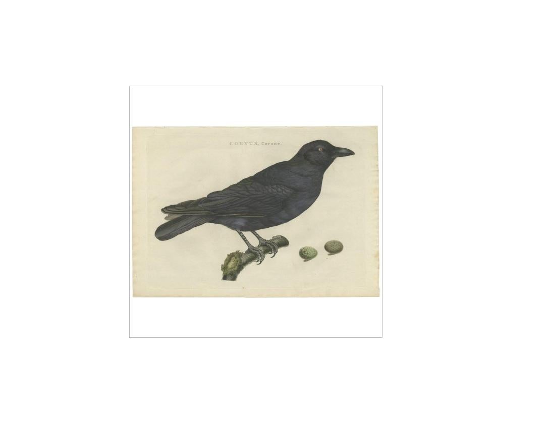 Antique print titled 'Corvus, Corone'. The carrion crow (Corvus corone) is a passerine bird of the family Corvidae and the genus Corvus which is native to western Europe and eastern Asia.

This print originates from 'Nederlandsche Vogelen; volgens