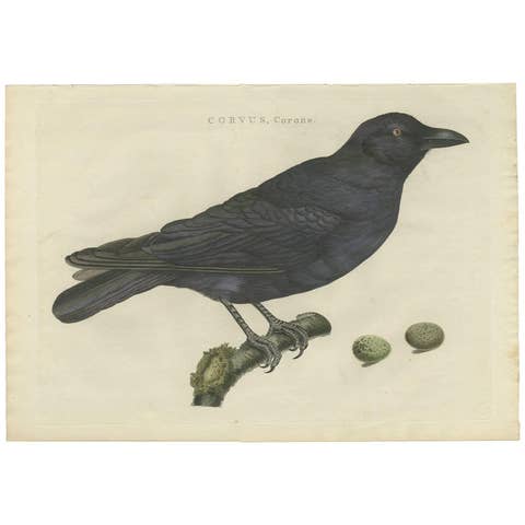 Carrion Crow with Eggs – Hand-Coloured Engraving from Nozeman, 1797