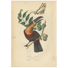 Antique Bird Print of a Channel-Billed Toucan and Butterfly, 1853