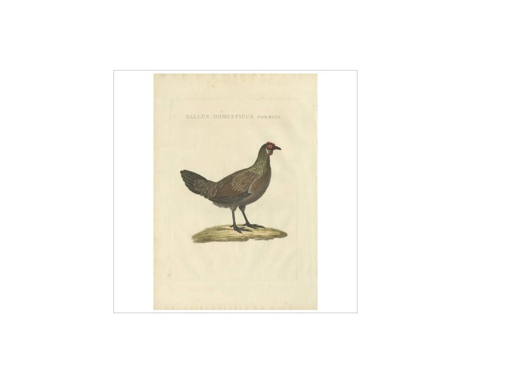Antique print titled 'Gallus Domesticus Foemina'. The chicken (Gallus gallus domesticus) is a type of domesticated fowl, a subspecies of the red junglefowl. It is one of the most common and widespread domestic animals, there are more chickens in the