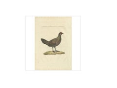 Hen – Gallus Domesticus Foemina – Nozeman & Sepp Antique Bird Print, c.1829