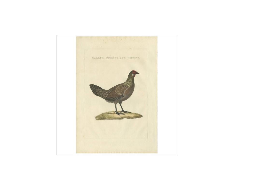 Antique Bird Print of a Chicken by Sepp & Nozeman, 1829 In Good Condition For Sale In Langweer, NL