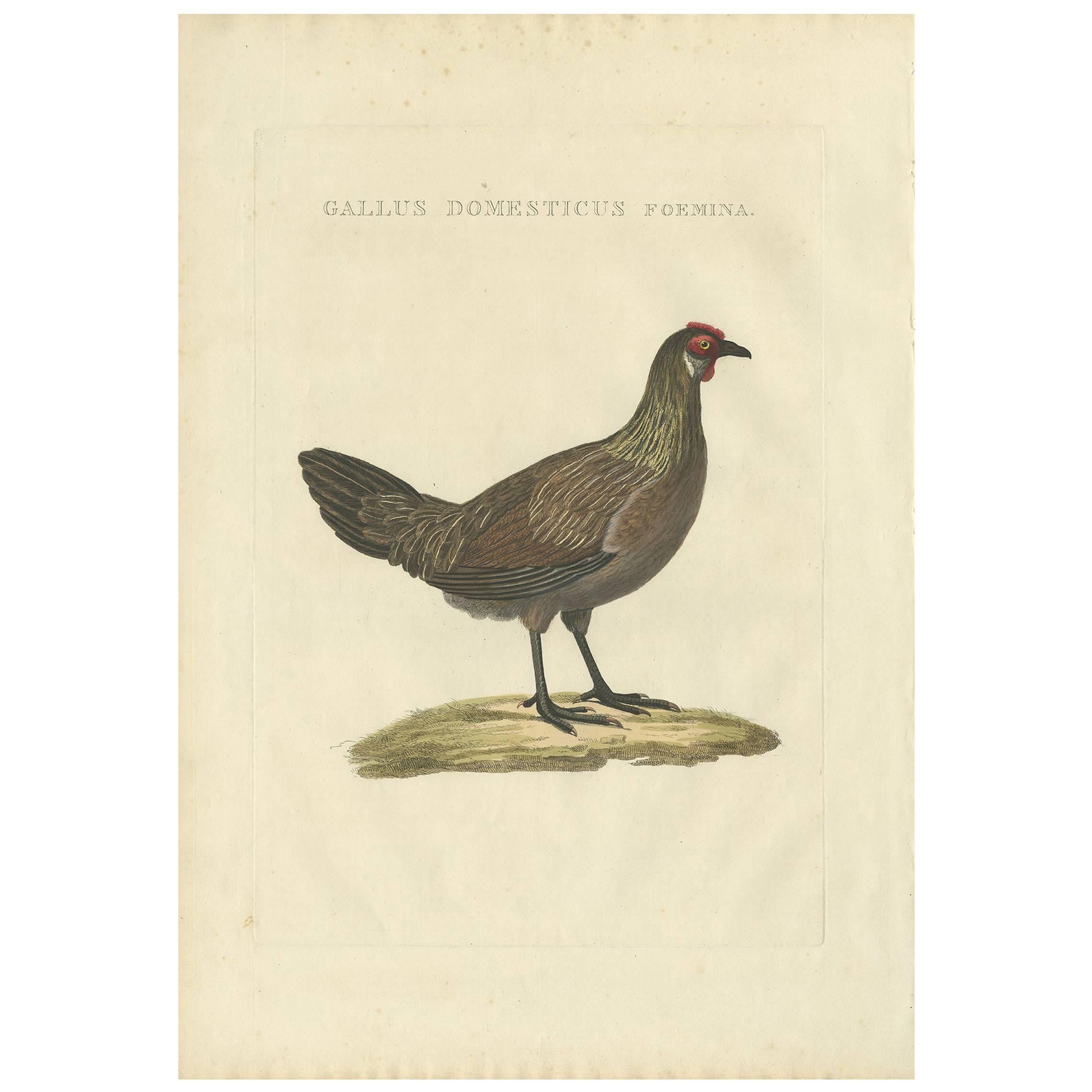 Antiker Vogeldruck eines Hühners von Sepp & Nozeman, 1829