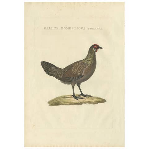 Hen – Gallus Domesticus Foemina – Nozeman & Sepp Antique Bird Print, c.1829