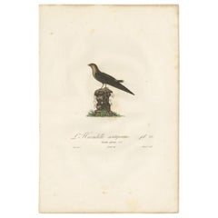 Gravure ancienne d'un martinet des cheminées par Vieillot '1807'