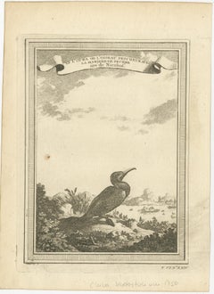 Antique Bird Print of a Chinese Cormorant on a Rocky Shoreline