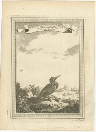Antique Bird Print of a Chinese Cormorant on a Rocky Shoreline, view 2