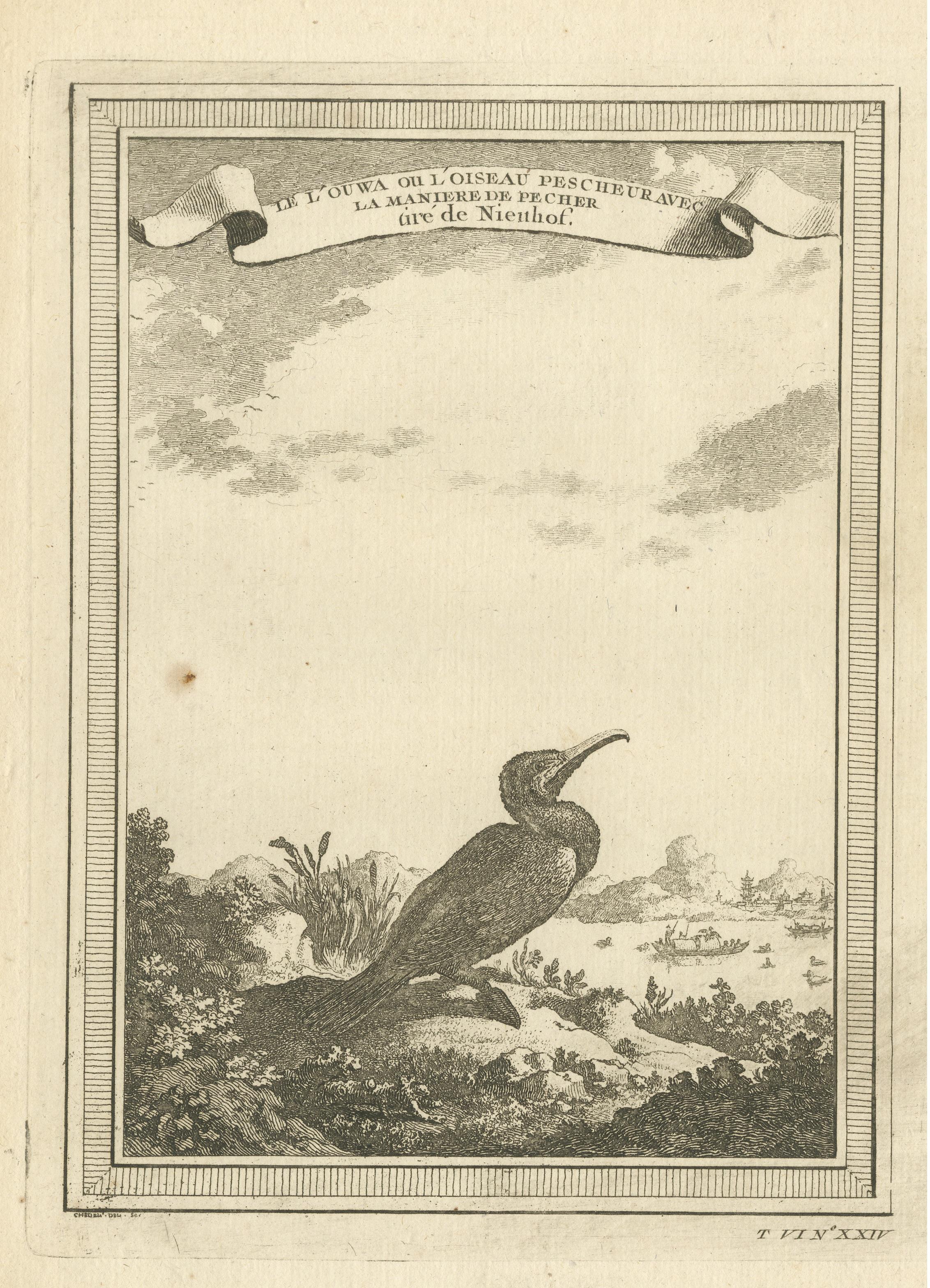 Antique Bird Print of a Chinese Cormorant on a Rocky Shoreline In Good Condition For Sale In Langweer, NL