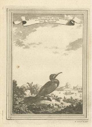 Antique Bird Print of a Chinese Cormorant on a Rocky Shoreline, view 3
