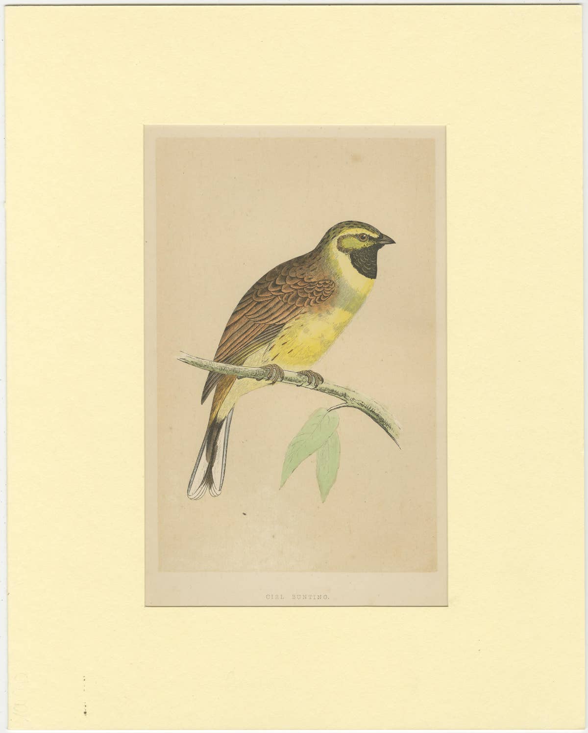 Antique Bird Print of a Cirl Bunting