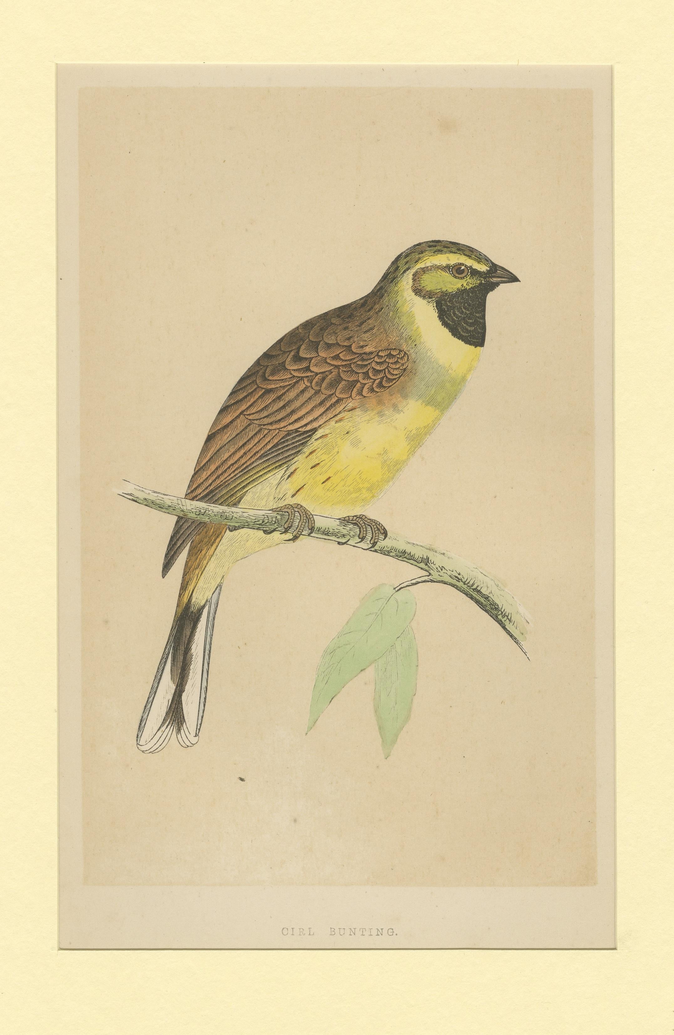 Antique Bird Print of a Cirl Bunting In Good Condition For Sale In Langweer, NL